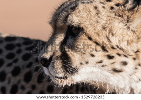 Cheetah portrait in the Etosha National Park, the greatest wildlife reserve in Namibia