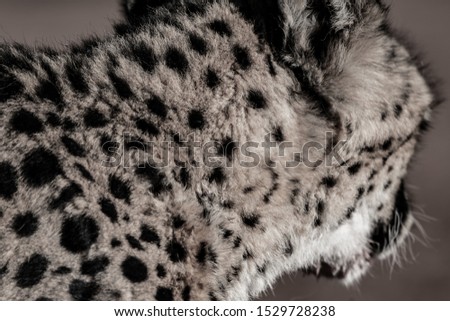 Cheetah in the Etosha National Park, the greatest wildlife reserve in Namibia
