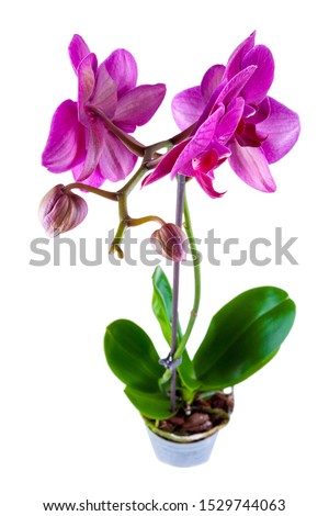 purple or magenta blossoms of orchid phalaenopsis on a white background in macro lens shoot on a white background Royalty-Free Stock Photo #1529744063