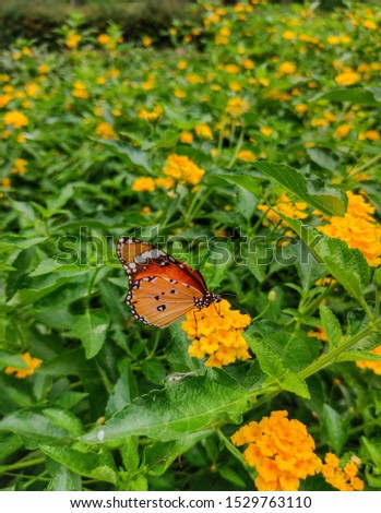 Look at these colourful and eye-catching pictures of butterfly hover on flowers.