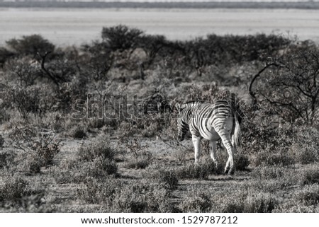 Zebras, Etosha national park, Wildlife from Namibia, Africa