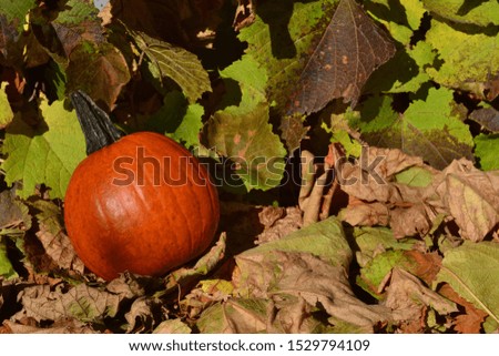 Pumpkin in a composition with leaves