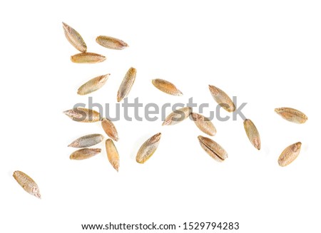 Rye grains isolated on a white background, top view. Macro. Royalty-Free Stock Photo #1529794283