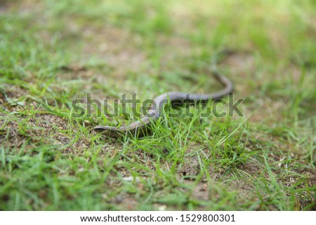  legless lizard in the grass. Background of slow worm (Anguis fragilis)