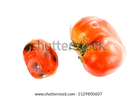 Little and Big Rotten, Spoiled Tomatoes with Mold Spots on Skin, Sepals or Calyx, and Uneven Ripening Isolated on White Background. Royalty-Free Stock Photo #1529800607