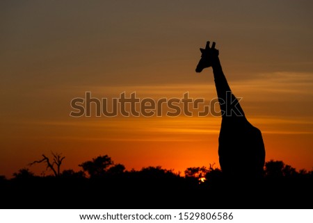 Silhouette of giraffe in delta Okavango.