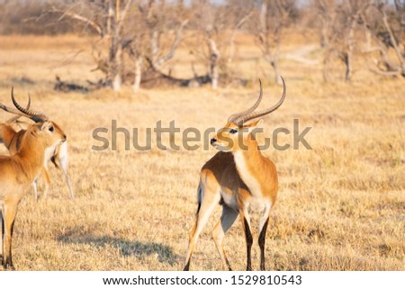 Red lechwe (Kobus leche) in savanna Botswana. Antelope kobus, tipical herbivore in south africa. Lechwe during game drive safari, prey for lions and leopards