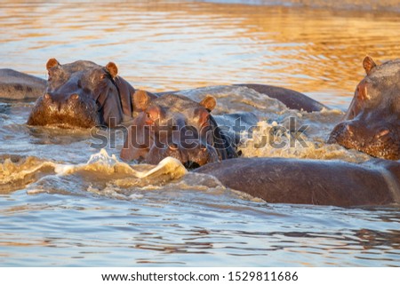 family of hippopotamuses is refreshed at the African sunset during the great drought in Botswana in August. On the banks of the okavango, a family of hippos swims in a wet puddle that resist drought