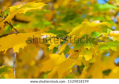 Yellow-green leaves maple. Horizontal background. Maple tree with bright yellow leaves. Autumn background with golden foliage. Plants outdoors. Colorful time year.