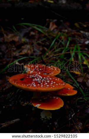 
red toadstool in the Polish forest
