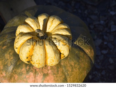 Yellow pumpkin decoration stock images. Pumpkins in the garden. Beautiful autumn decoration with pumpkins. Halloween pumpkin decoration in the garden