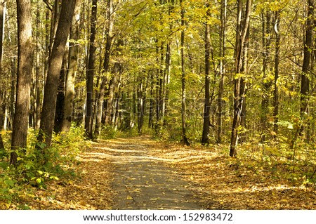 Sunny Autumn day in forest, outdoor