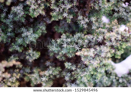 Spruce branches under the snow. Christmas tree under snow, natural winter background