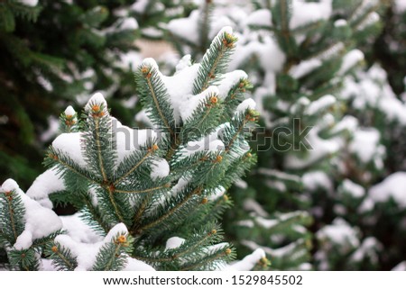Spruce branches under the snow. Christmas tree under snow, natural winter background