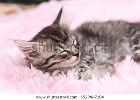 A small kitten sleeping. Gray kitty on a pink blanket.  The concept of warmth and comfort.