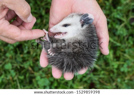 A man holding a baby opossum (Didelphimorphia) in an outstretched hand over a background of green grass. Opossums are the only marsupial living in North America.