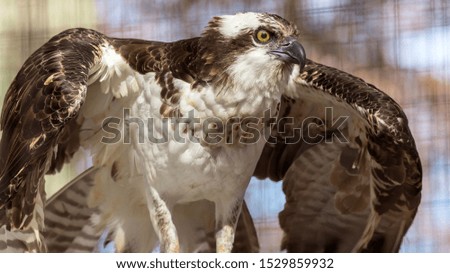 portrait of an osprey stretching its wings