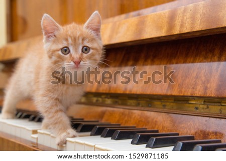 Funny kitten is sitting on the piano. Piano keyboard and kitten. Funny pets.