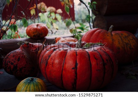 Halloween pumpkins in autumn october