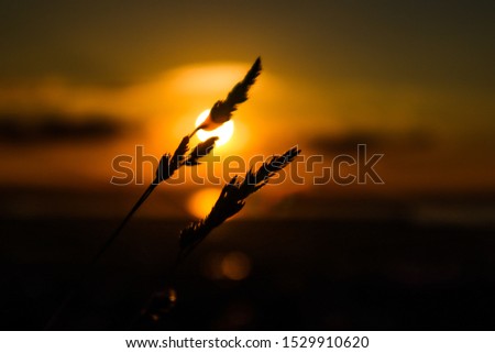 Silhouette of a Tares plant with a yellow sun in the background Royalty-Free Stock Photo #1529910620