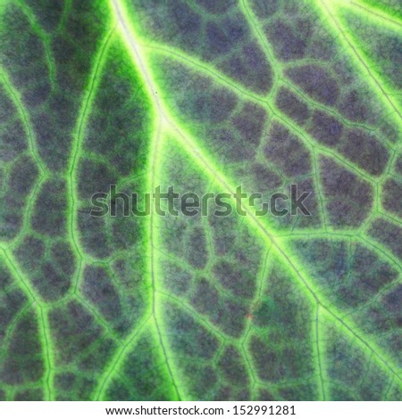 Leaf of a plant close up 