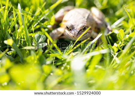A witty frog sits on the grass under the rays of the sun. Swamp frog close-up.