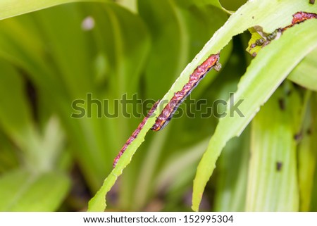 butterfly caterpillar larva on leaf