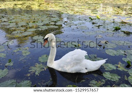 A white swan that swims in a small pond of a small town in the Netherlands.