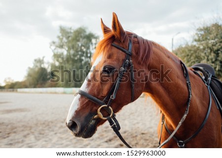 Horse on ranch. Portrait of a brown horse