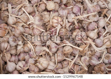 unpeeled heads of fresh organic garlic are in a heap in a box