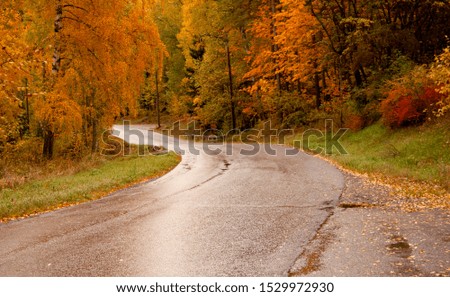A road after rain in a deciduous forest in colours of autumn.