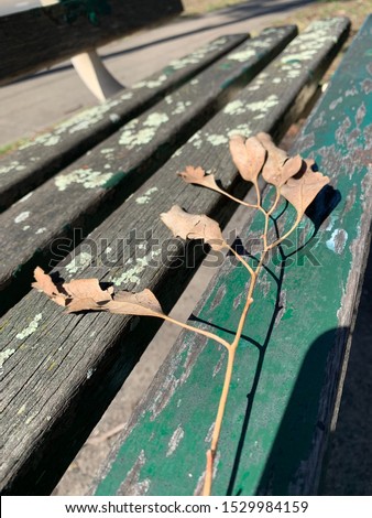 Winter leaves on park bench Australia