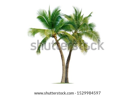 Coconut palm tree isolated on white background. Royalty-Free Stock Photo #1529984597