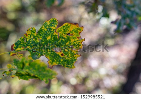 Yellowing oak leaf with blurred background. Picture taken at low aperture. Autumn outdoor background.