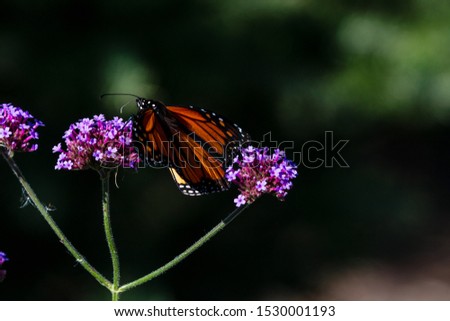 closeup of monarch butterfly in fall