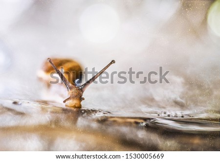 A close up macro photo of a curious interested face of a snail looking straight into the camera with golden dust particles flying around and light magic background