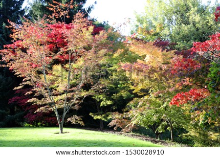 Beautiful autumn colors in Van Dusen Botanical Gardens, Vancouver, British Columbia, Canada