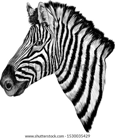 black and white sketch Zebra realism vector