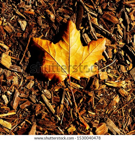 Yellow maple leaf laying on the ground in Central Park, New York.