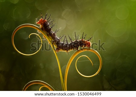 This thorny caterpillar is the birth of a beautiful orange butterfly, this caterpillar was initially quite frightening with thorns sharp enough all over its body.