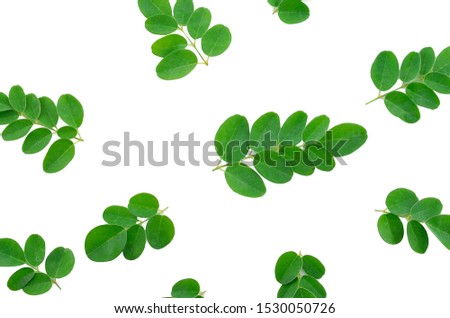 Moringa leaves isolated on white background. Royalty-Free Stock Photo #1530050726