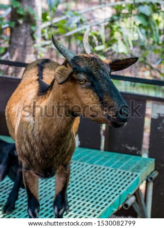 Portrait of a brown goat on the farm