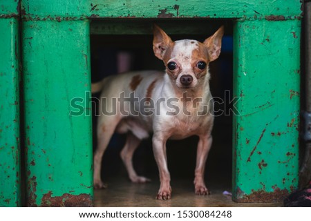 Chihuahua dog standing on the green benches are staring.