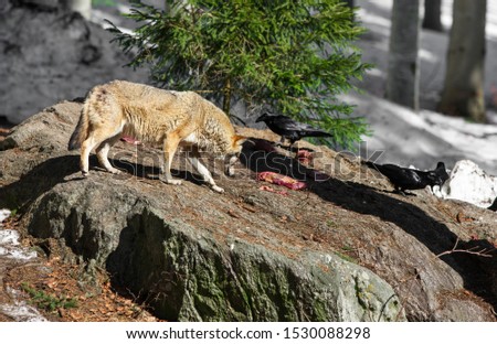 Wolf in the Bavarian Forest National Park, Bavaria, Germany
