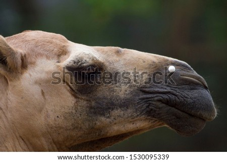 Close up, Onta or Camels are two species of hoofed animals of the genus Camelus that live found in arid and desert regions of Asia and North Africa.