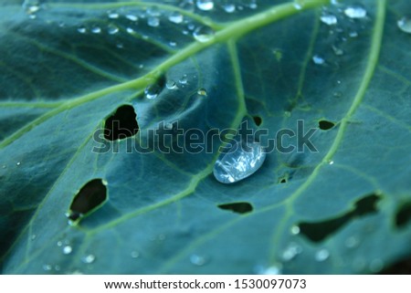 drops on a cabbage leaf after rain