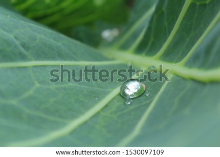 Green leaves with drops after rain