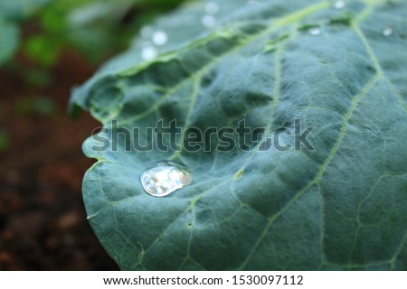 cabbage leaves with drops after rain