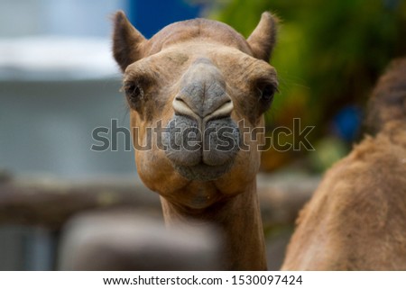 Camels are two species of hoofed animals of the genus Camelus that live found in arid and desert regions of Asia and North Africa. The average life expectancy of a camel is between 30 to 50 years.