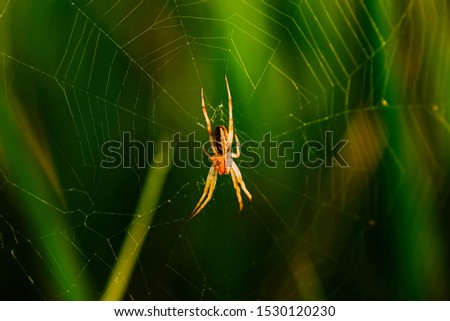 Close-up of a spider in the morning
